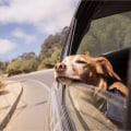 Is het moeilijk voor honden om te reizen?