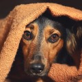 Is reizen traumatisch voor honden?