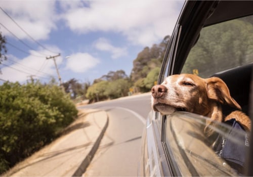 Is het moeilijk voor honden om te reizen?