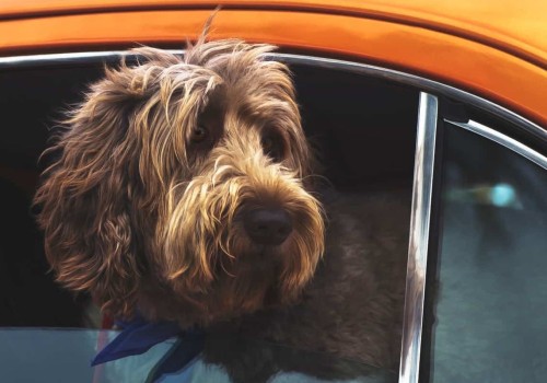 Raken honden gestrest tijdens roadtrips?