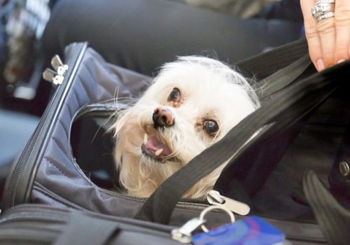 Hond die in het vliegtuig reist?