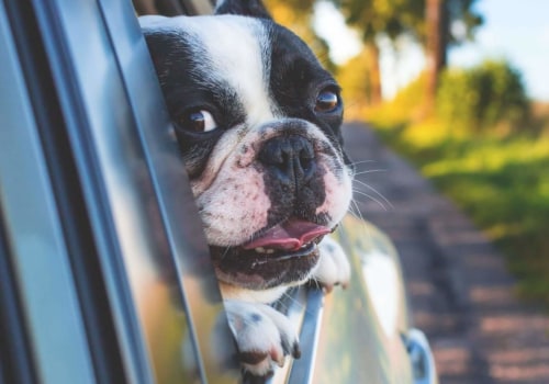 Zijn honden goed met reizen?